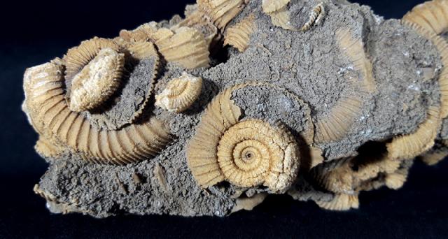 Dactylioceras athleticum (SIMPSON 1855) - Bild &copy; FossNet FossilienStore
